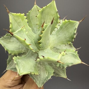 X45 【青田園芸】 多肉植物 アガベ 楊貴妃 雷神錦 中斑錦 イシスメンシス 斑入り Agave isthmensis Youkihi 強棘 極上株 激レア！