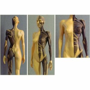新品 女性 女 ゴールド 1:6 スタンド付き 彫刻 インティング 人体筋肉模型 11インチ 人体模型 人体モデル 281