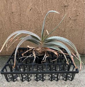 原種　Aloe hardyi アロエ　ハーディ　原種アロエ　多肉植物