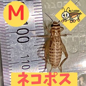 【Mサイズ】100匹+20%　死着保証有　ヨーロッパイエコオロギ　ナンバーワンクリケット