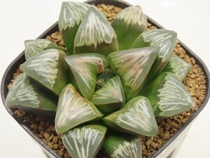 ■[W049]Snow Storm×Dark Storm　実生　未繁殖【多肉植物　Haworthia　ハオルチア　ハオルシア】