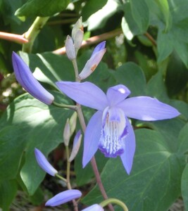 青花シラン　蒼龍球根６株