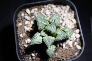 Haworthia / 葵スプレンデンス　ハオルチア