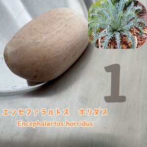 種子 希少 エンセファラルトス　ホリダス Encephalartos horridus seed