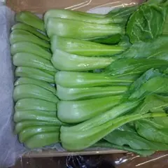 青梗菜（野菜）チンゲン菜