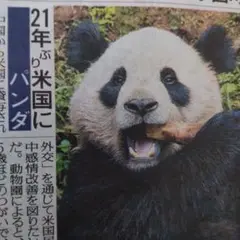 ジャイアントパンダ2頭 21年ぶりに中国から米国動物園に貸与 新聞記事