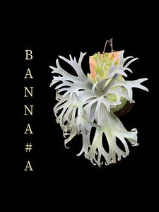 P.BANNA #A 【just platycerium】