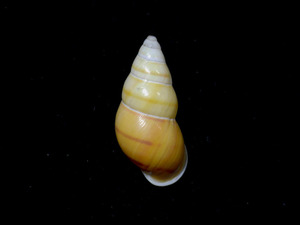 貝の標本 Amphidromus laevus 38.8mm