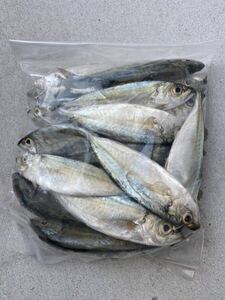 冷凍エサ　メアジ　アジ　一括冷凍　釣り餌　釣りエサ　船釣り　根魚　青物　熱帯魚　大型魚　テンヤ　クエ　など　