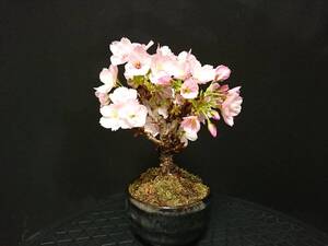 【ビャクシン】旭山桜／アサヒヤマサクラ 花芽いっぱい 極太幹 樹高１１㎝ 小品盆栽 ミニ盆栽 盆栽 桜盆栽 No１ー６