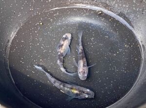在庫ラスト　メダカ人様直系　超極墨三色の若魚12匹　ネプチューン　ハイビスカス　ゴジラ　