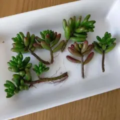 訳あり 多肉植物 セダム 虹の玉 カット苗