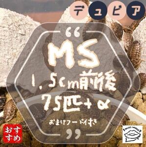 MS75匹+α 1.5cm前後 デュビア 【まとめて取引注文にて増量中】