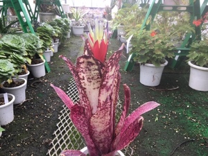 ＫＮ　１円！　ビルベルギア(ツツアナナス属）　ハイブリッド　‘ハレルヤ‘（BILLBERGIA hybrid `HALLELUJAH`）　　　0.8Ｍ以下