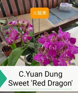 ★★洋蘭★★ C. Yuan Dung Sweet 