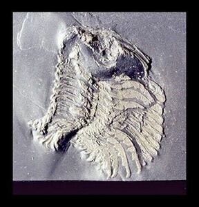 コテコプス　触角・脚つきの完全体化石　ブンデンバッハ　デボン紀前期三葉虫