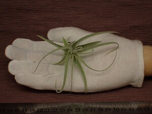 Tillandsia straminea 