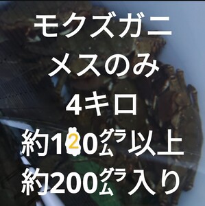 ②モクズガニメス約200㌘級入り約120㌘以上4キロ