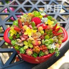 そのまま飾れる多肉植物寄せ植え　鍋鉢　管理書付