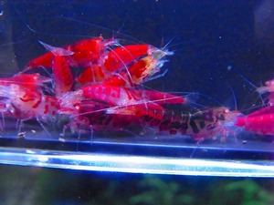 Golden-shrimp　　太極ベースゴールデンアイHグレード　金目固定　30匹繁殖セット　発送日は金土日のみ