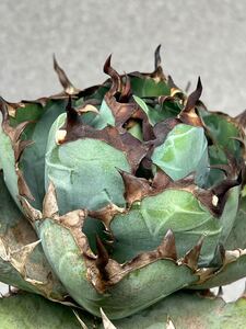 Y【Agave titanota 