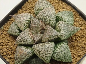 ■[Y048]ピクタ白銀系×海皇　実生　未繁殖【多肉植物　Haworthia　ハオルチア　ハオルシア】