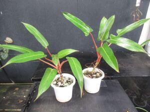 ＫＮ　フィロデンドロン　ハイブリッド　‘サヤカ‘（PHILODENDRON hybrid `SAYAKA`）　２鉢出品（セットではない）　　　0.8Ｍ以下