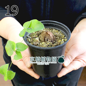 【現品】アフリカ亀甲竜 3号 黒鉢（19）Dioscorea elephantipes