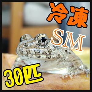 冷凍餌 SMサイズ 30匹 急速冷凍 餌用 カエル エサ用 ヌマガエル かえる 蛙 トカゲ ヘビ 蛇 ピラニア アロワナ マウス うずら ひよこ ラット