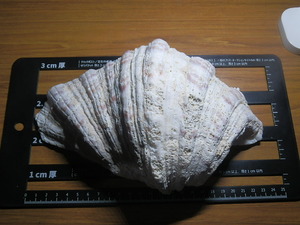 貝　重い貝がら　1.1kg　23cm　