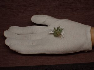 Tillandsia capillaris compact form チランジア・カピラリス コンパクトフォーム 141★エアプランツPR