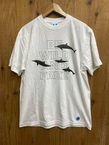 新品　Lサイズ Map of sky beauty&youth united arrows Tシャツ ホワイト 半袖 クルーネック 白 メンズ　ユナイテッドアローズ　イルカ