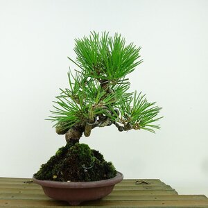 盆栽 松 黒松 樹高 約19cm くろまつ Pinus thunbergii クロマツ マツ科 常緑針葉樹 観賞用 小品 現品