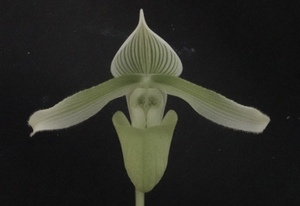 初蕾付株 最終販売！ Paph curtisii album ① 原種 パフィオ 洋蘭