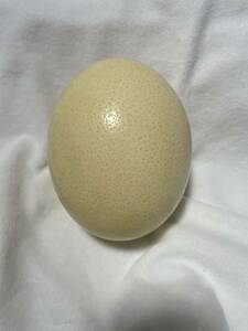 とても形の良い　ダチョウの卵の殻　完璧と呼べる理想の卵の形　コレクション品