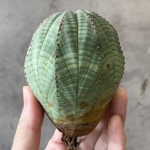 【B6792】★超巨大7.5cm株！！【SS級！極上特選大株！！】ユーフォルビア オベサ Euphorbia obesa ( 検索 アガベ 多肉植物 )