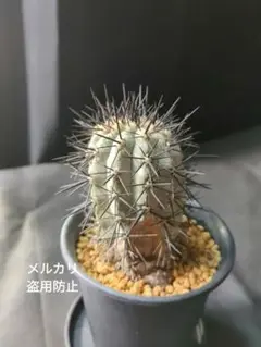 現地球 Copiapoa　コピアポア    シネレア　黒王丸　白肌