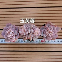 多肉植物『玉芙蓉』３苗セット