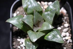 ブラックナイト　Haworthia　ハオルチア