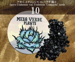 アガベ ユタエンシス コンパクタ 種子 10粒+α Agave Utahensis var. Utahensis 