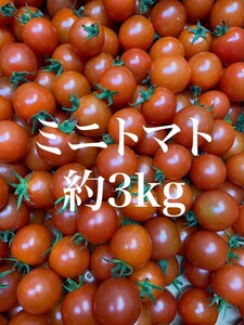 【熊本県産】新鮮 フレッシュ ミニトマト プチトマト 3kg 家庭用 規格外品