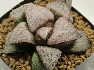 ■[W009]GM452-TM【多肉植物　Haworthia　ハオルチア　ハオルシア】