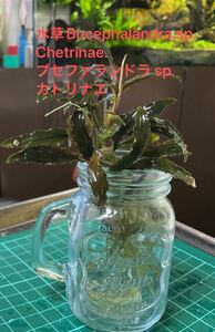 流木活着向　水草Bucephalandra.sp.Chetrinae. ブセファランドラ sp. カトリナエ . 無農薬　水中葉 