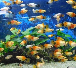 熱帯魚　各種プラティMIX　50匹　+5匹補償　※カラー指定不可