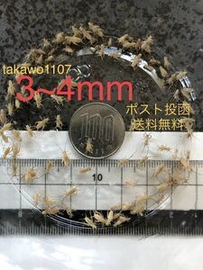 3~4㎜100匹＋20% 死着補償有　ヨーロッパイエコオロギ●フタホシコオロギ より丈夫で管理しやすく 臭い少なめ。-