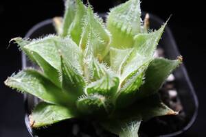 樹氷　Haworthia　ハオルチア