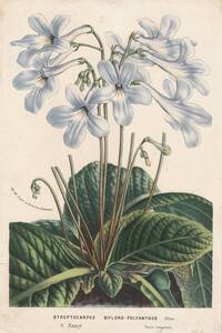 フランスアンティーク 博物画 植物画『STRETOCARPUS　BIFLORO-POLYANTHUS』 多色刷り石版画　ボタニカルアート