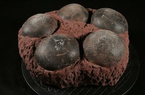 ☆昇藤☆約6500万年前　中国　ハドロサウルスのたまご　（検）化石 恐竜 中国美術 古玩