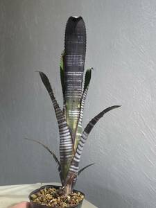 ビルベルギア ダースベイダー Billbergia 