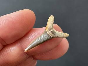 サメ 歯 化石 スカパノリンクス [SC21] ミツクリザメ ゴブリンシャーク 鮫 鮫の歯 サメの歯 牙